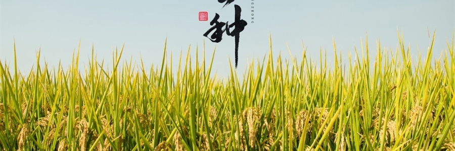 芒種 | 風(fēng)吹麥浪，蟬鳴夏忙