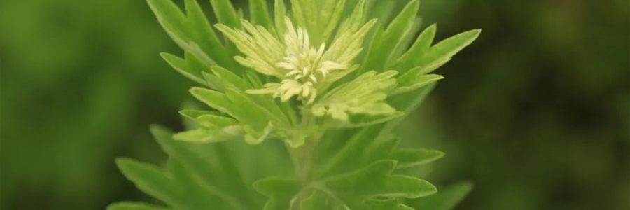 化成了灰也還是個(gè)寶，我勸你最好珍惜！