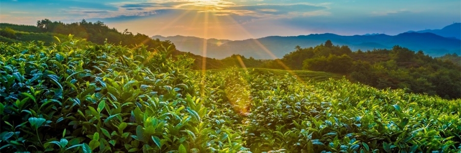 “三陽開泰”防病疫，這才是升陽的無上心法！