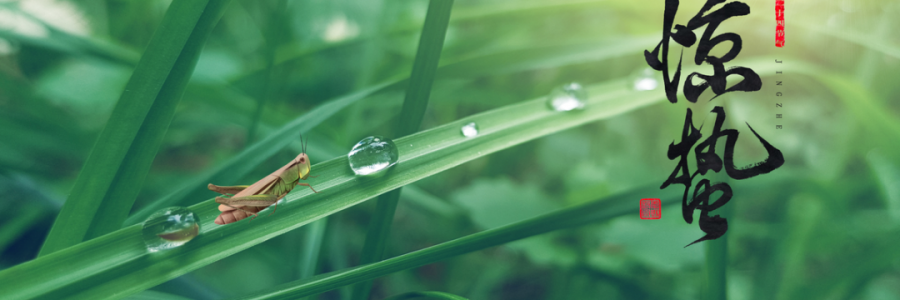 驚蟄丨蓄勢(shì)而蟄，應(yīng)時(shí)而驚