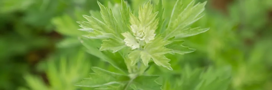 520，“艾”意正濃！讓我們相識艾草