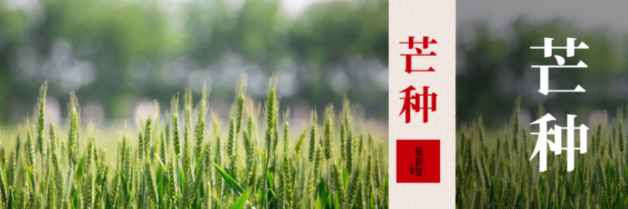 芒種 | 忙收忙種，防暑祛濕